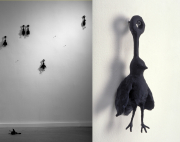 birds